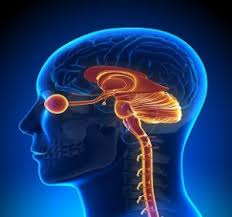 Neuro Ophthalmology